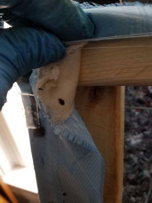 Adult bed bug hidden in boxspring