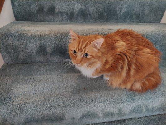 "Maverick" my miniature lion.  He is actually very sweet.