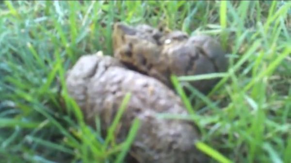 Human fecal at Oaks 5th Street Crossing Apartments, Garland Texas!!! It came from the homeless people they allow to live on the complex!!!!