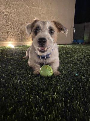 Teddy very happy with his new backyard.