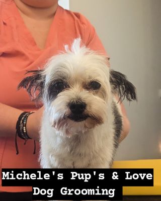 Michele's Pup's & Love Dog Grooming