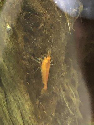 Adorable Orange Shrimp