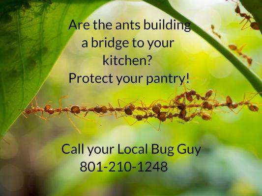 I specialize in Ants, Spiders and Wasps in Spanish Fork, Springville and Mapleton