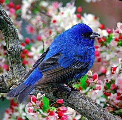 Isn't this beautiful bird special sitting on an apple tree branch wonder what kind of bird he is