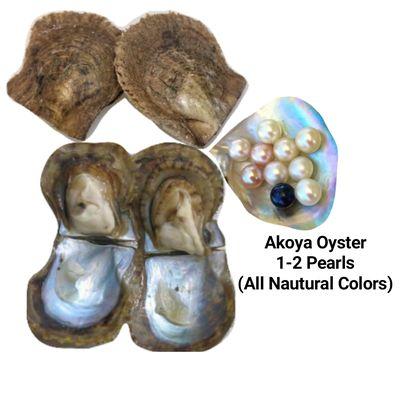 Akoya Oyster (Saltwater Pearls)