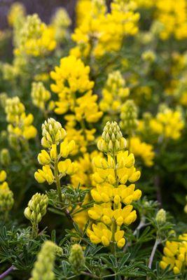 late spring flowers