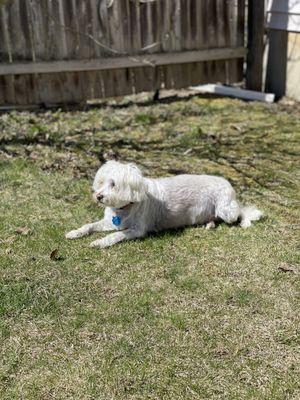 Lucky sun bathing after grooming.