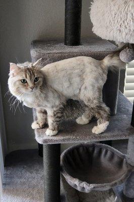 cat with teddy bear haircut