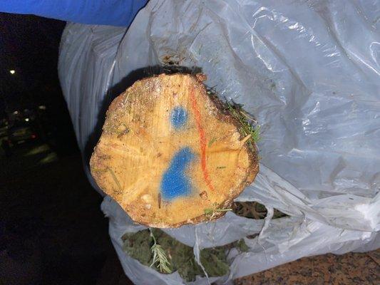 Tree was never trimmed, resin layer build up prevented tree from absorbing water causing it to rot.