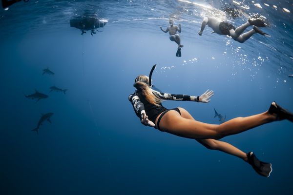 Shark diving snorkeling tour in hawaii