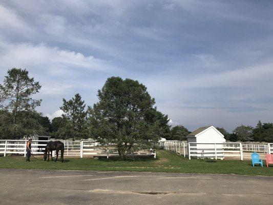 Outdoor paddocks.