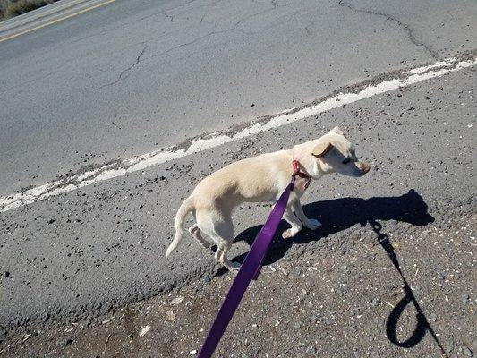 Ellie Mae is a little Jack Russell/ Chi mix!