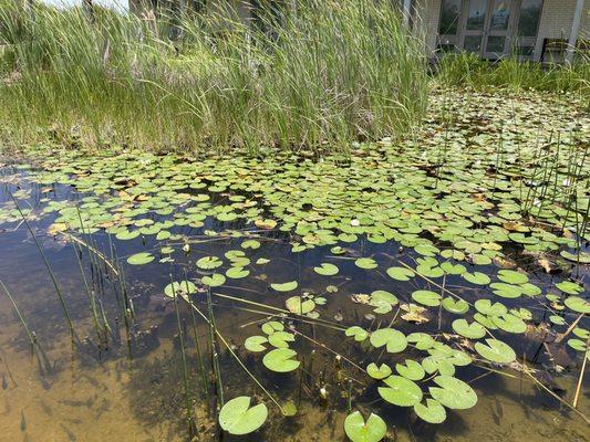 Pond by visitor's center