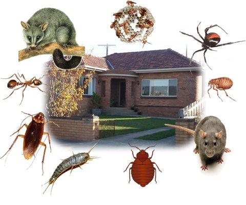 We can take care of all pest. No pest problem is too big or small!