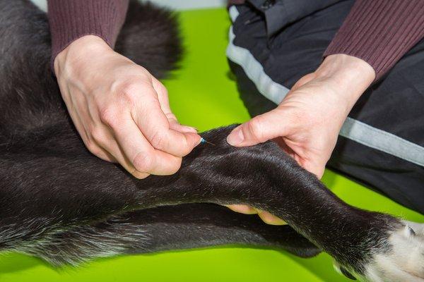 Veterinary acupuncture