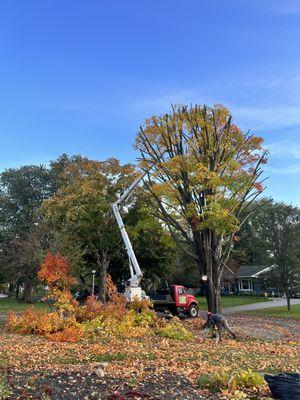 Nice shape tree