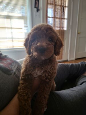 9 week old mini Goldendoodle f1bb