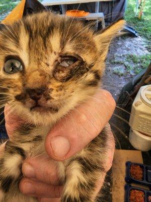 1 of 6 feral kittens found with infected eyes that Andalusia Animal Clinic would not sell antibiotic unless paid a visit fee