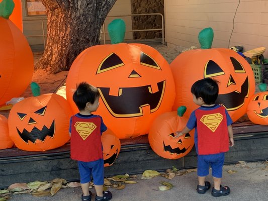 Pumpkin fun display