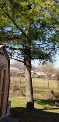 Maple and pine tree removal! Shed, power lines, phone and internet wires up!