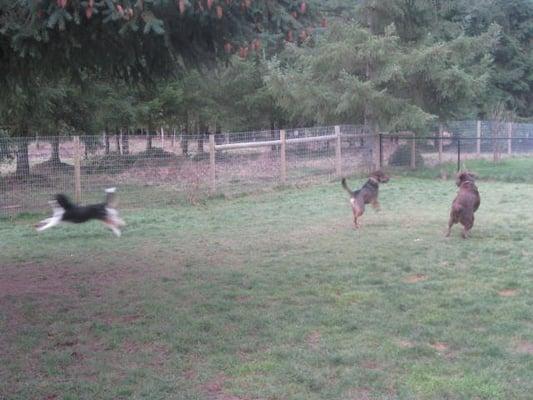 Dogs playing