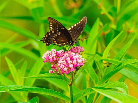 A black swallowtail butterfly.