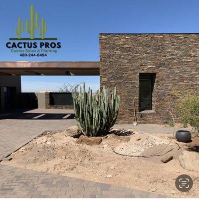 Cactus Sales and Planting