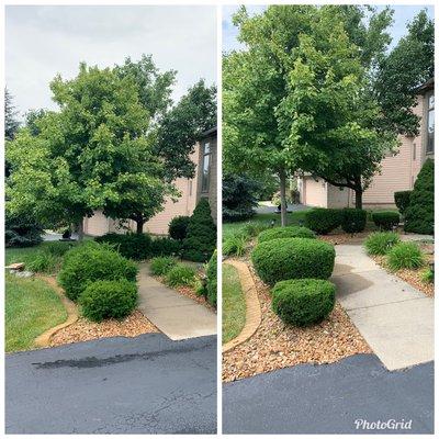 Shrubbery trimming