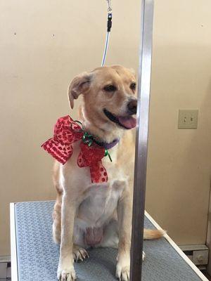 Baths for even the dogs with short hair!