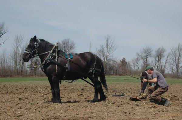 Picking rocks with Tex, our draft