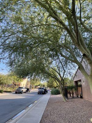 These palo verde trees were so heavy and leaning. So much better.