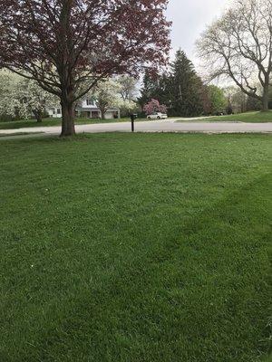 This customer had quite the overgrown lawn but that didn't stop us from mowing it! Call us today to have your lawn looking amazing!