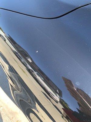 One of many bird poop still left on my car