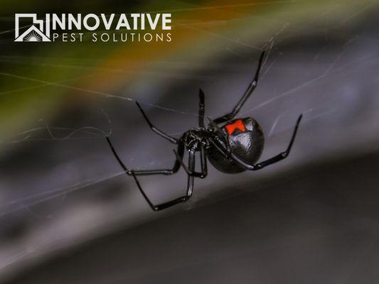 Black Widow.  One of the few poisonous spiders found in the NC area.  Watch out for these.