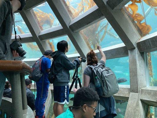 Filming wildlife at the Seattle Aquarium