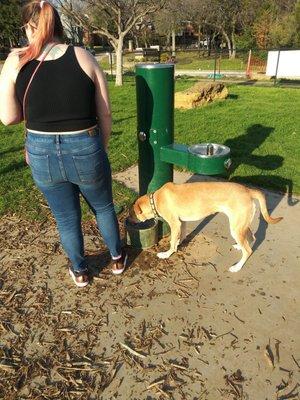 Dog drinking fountain