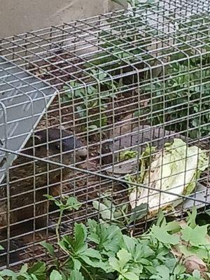 our little groundhog on his way to a new home!