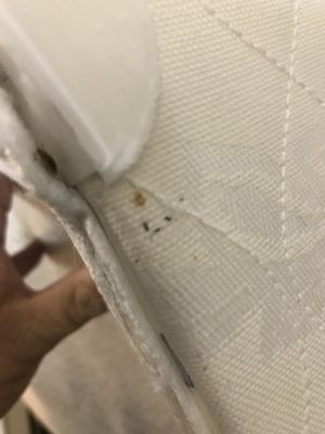 Bed Bug on a Mattress