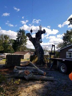 Scott Lanes Tree Service