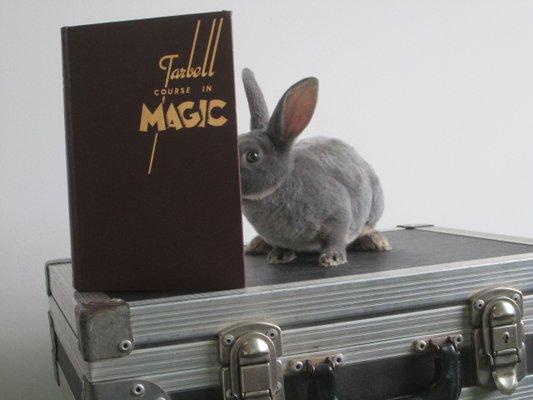 Bunny rabbit on road case reading magic book.