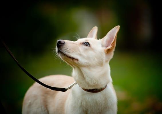 Come to our basic obedience or leash walking classes!