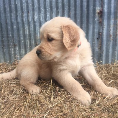 Puppy Visit Day usually on Saturday at 6.5 weeks