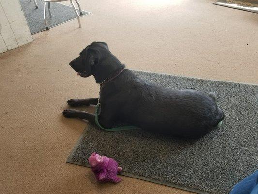 Abby waiting for more treats and they even gave her a toy.