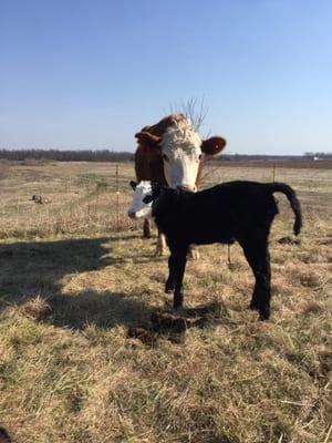 Mama Shelley and her new calf. Springtime at The G Farm! Bring appropriate footwear for any farm touring ;)