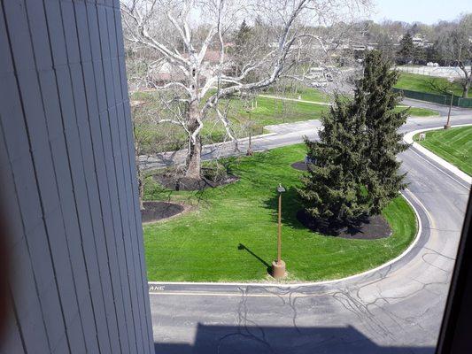 100 year old sycamore landmarks the 45 year old residence for seniors.