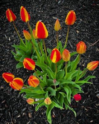 May Tulips 2022