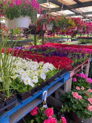 Petunias, spikes and hanging baskets.