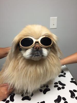 Jasper with his Doggles ready for some laser therapy to ease spinal discomfort