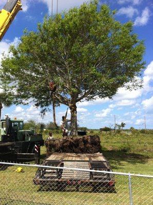 large Oak move with crane