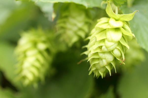 Hops Flower